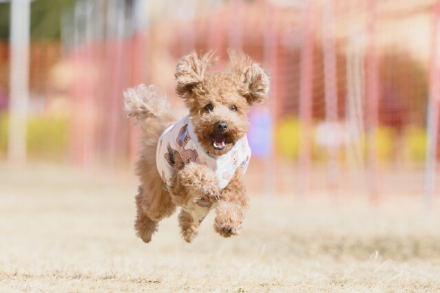 1/25ドックレース