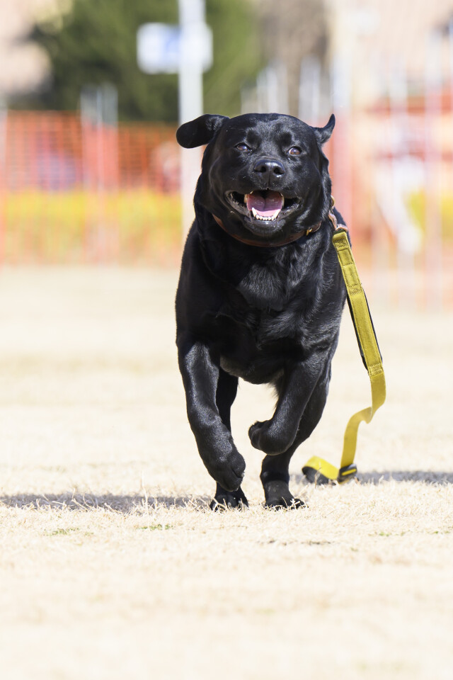 1/24ドックレース