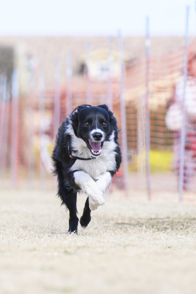 1/25ドックレース