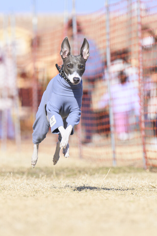 1/24ドックレース