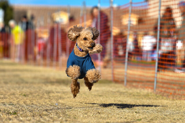 1/25ドックレース