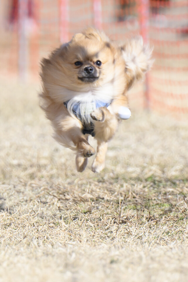 1/24ドックレース