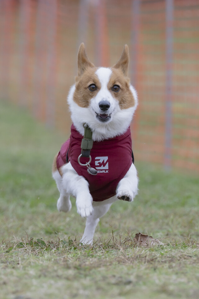 ソレイユ　ドックレース