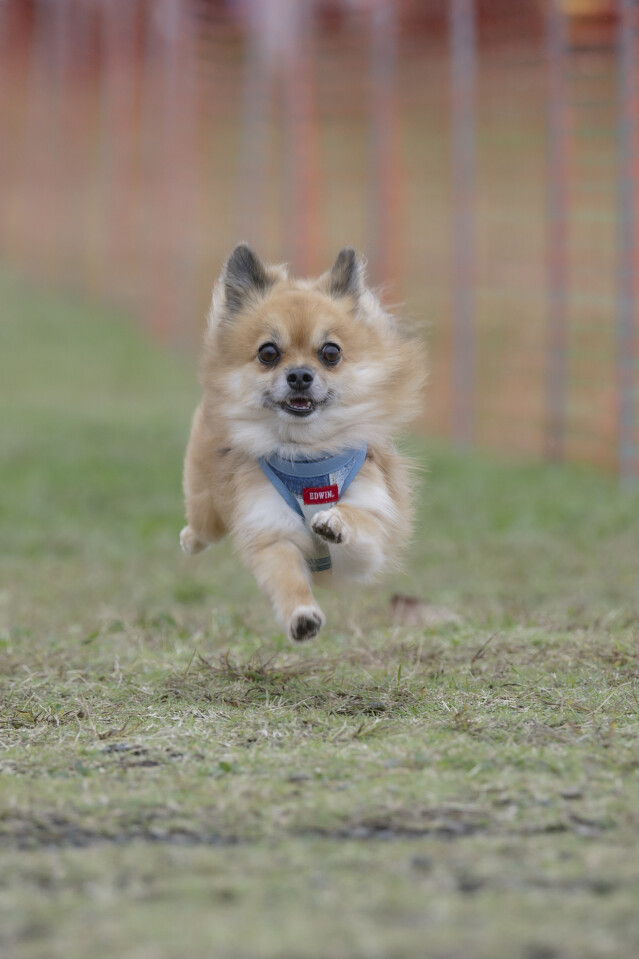 ソレイユ　ドックレース