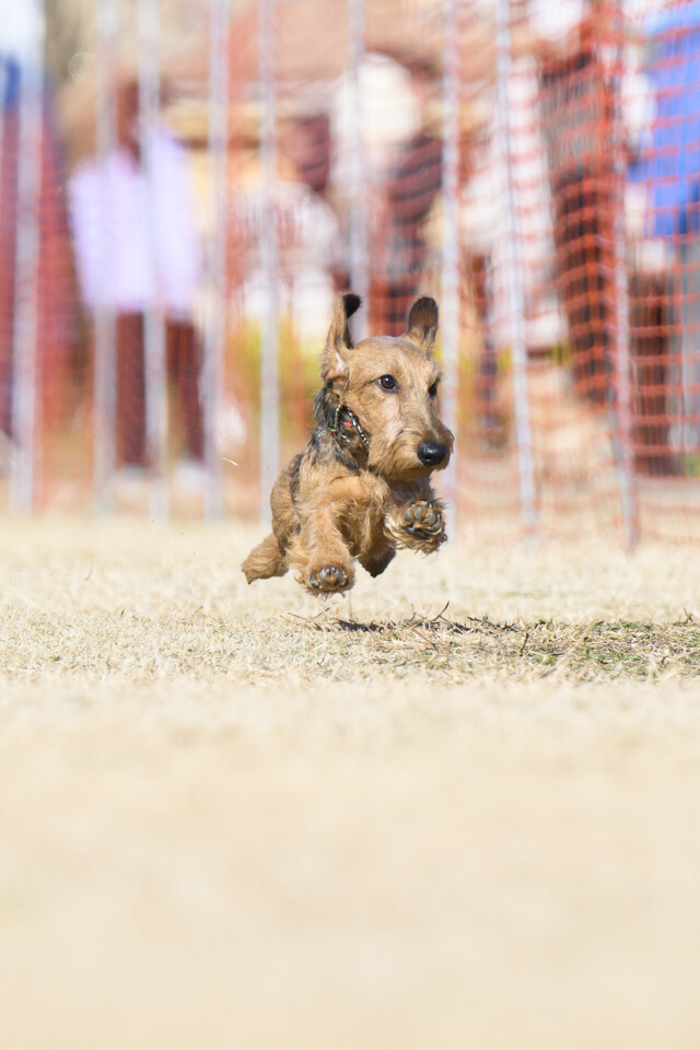 1/24ドックレース