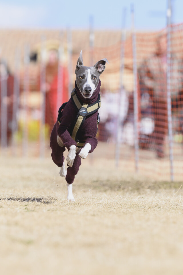 1/25ドックレース