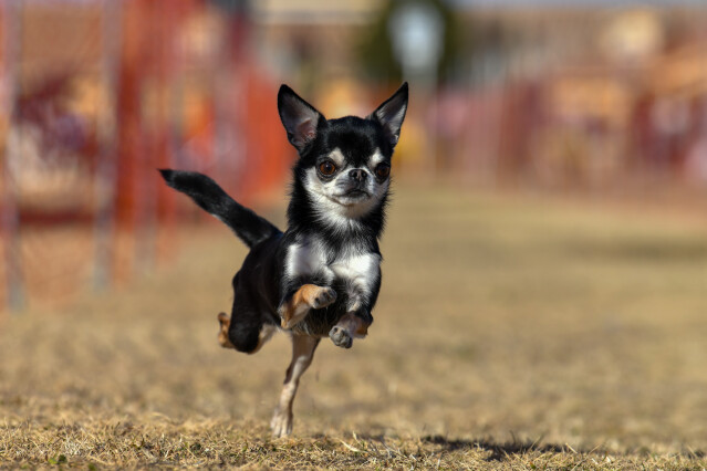 1/25ドックレース