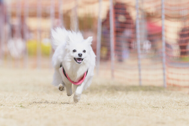 1/25ドックレース