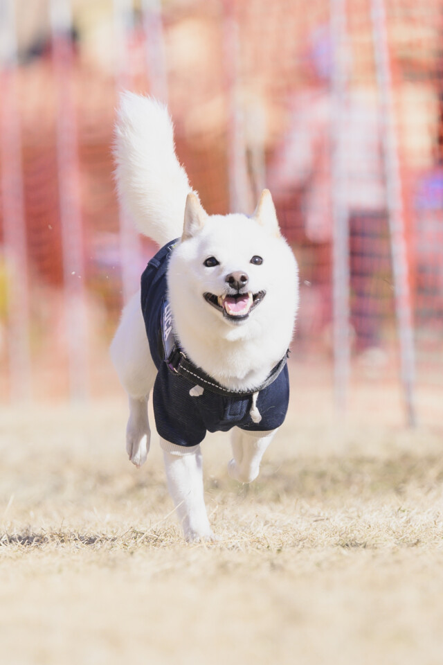 1/25ドックレース