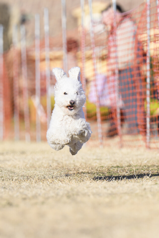 1/24ドックレース