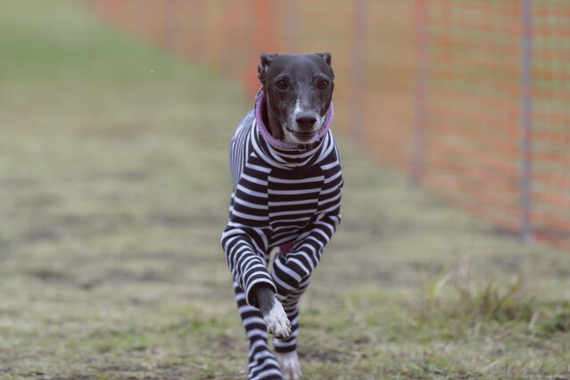 ソレイユ　ドックレース