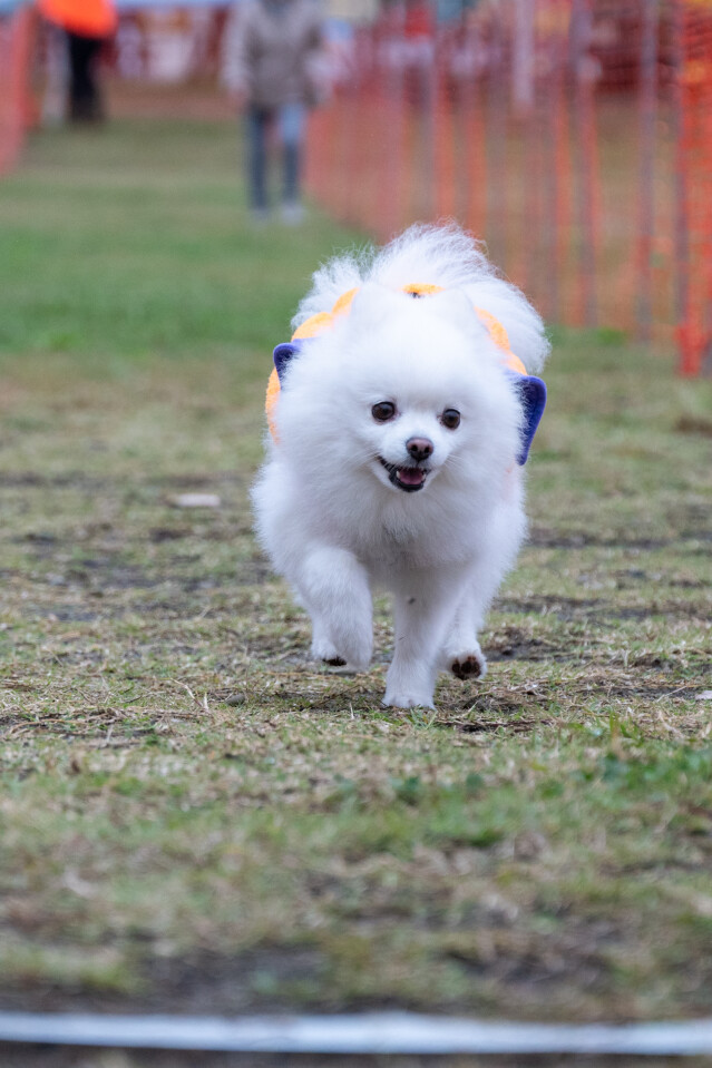 ソレイユ　ドックレース