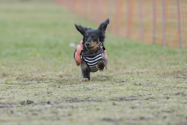 ソレイユ　ドックレース