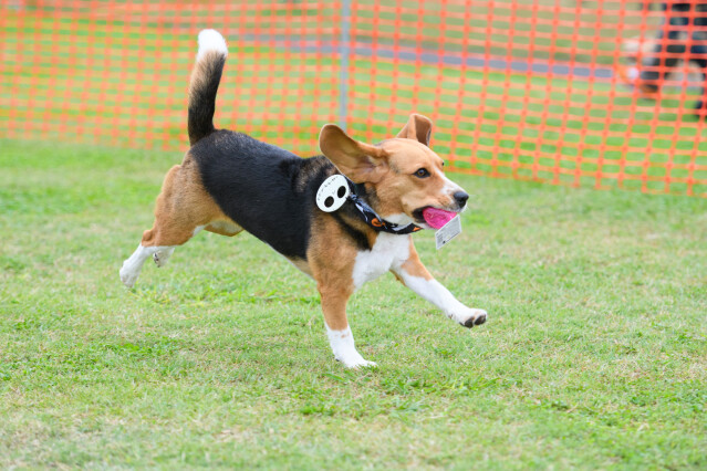 ソレイユ 大型犬ドックラン　9時～11時