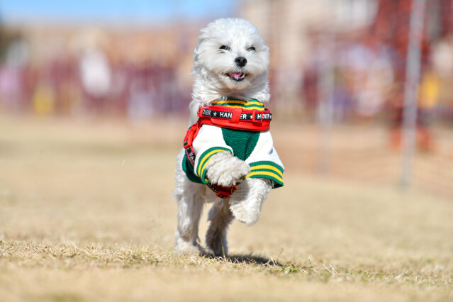 1/25ドックレース