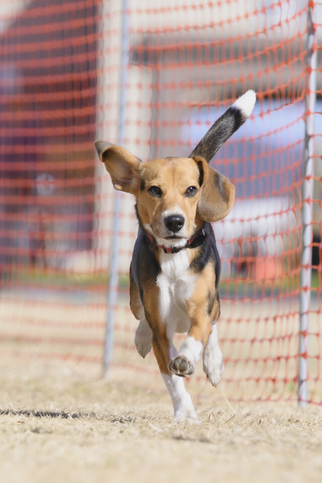 1/25ドックレース