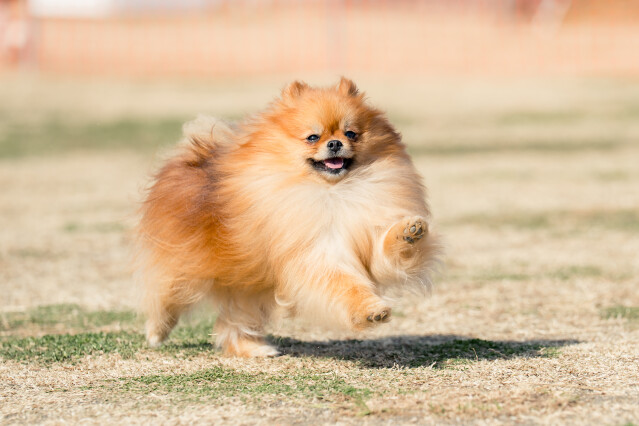 1/25ドックラン小型　12時～14時