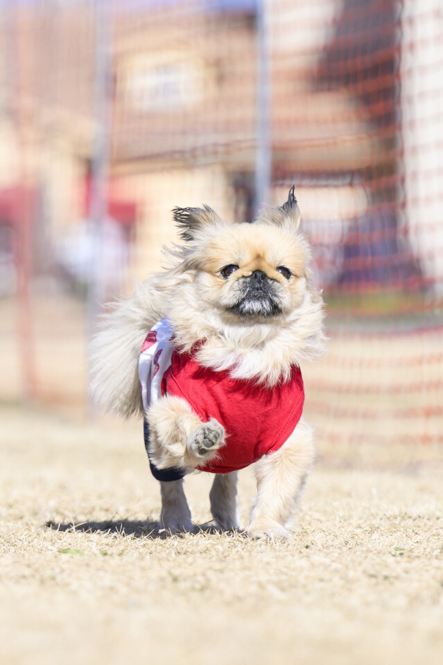 1/24ドックレース