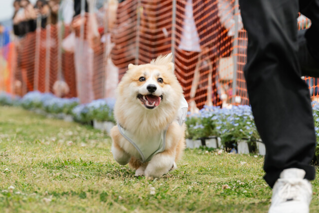 4/25ドックレース