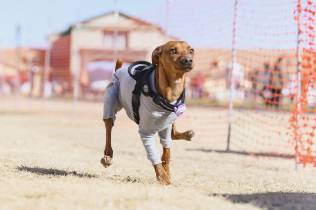 1/25ドックレース