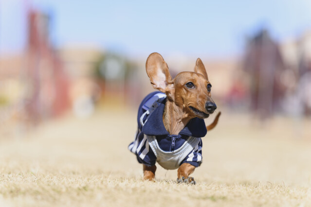 1/25ドックレース