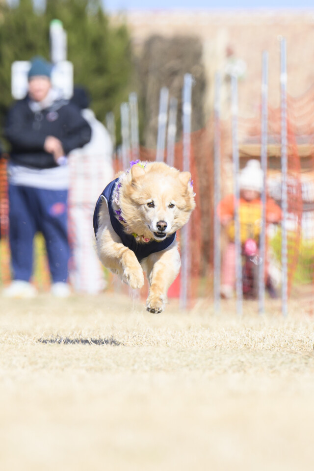 1/24ドックレース