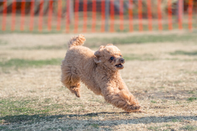 1/24　ドックラン小型　11時～12時