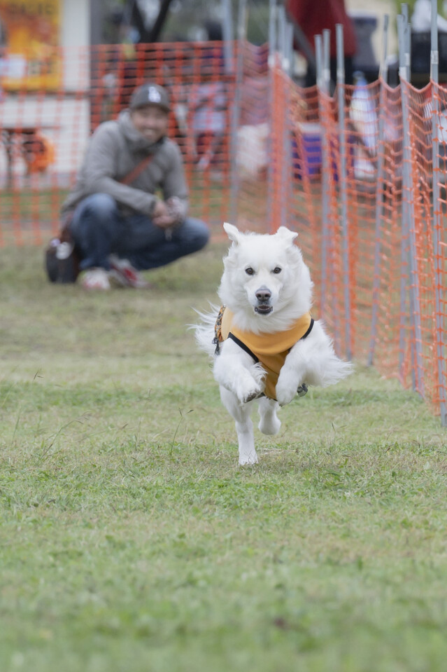 ソレイユ　ドックレース