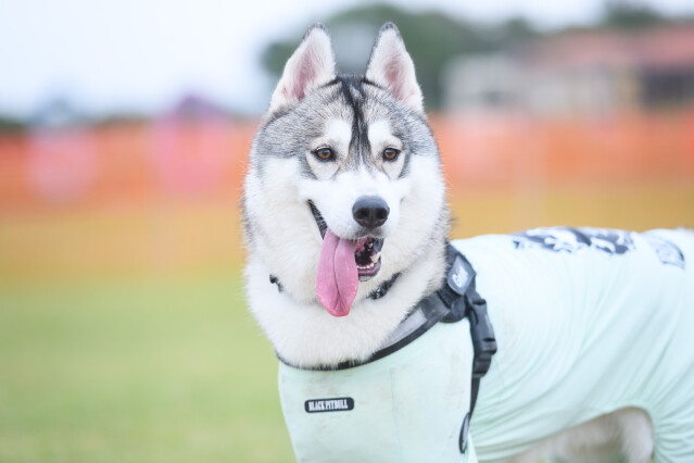 ソレイユ 大型犬ドックラン　12時～13時
