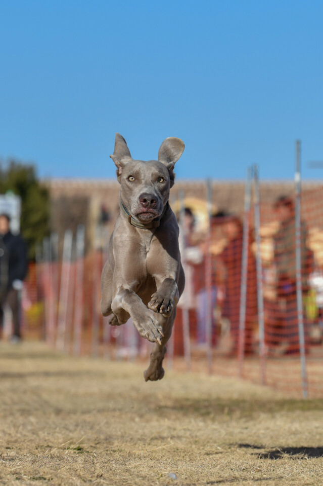 1/25ドックレース