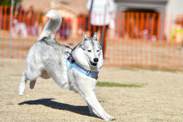 1/25ドックラン大型　11時～12時