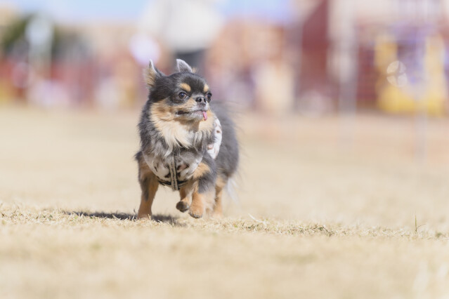 1/25ドックレース