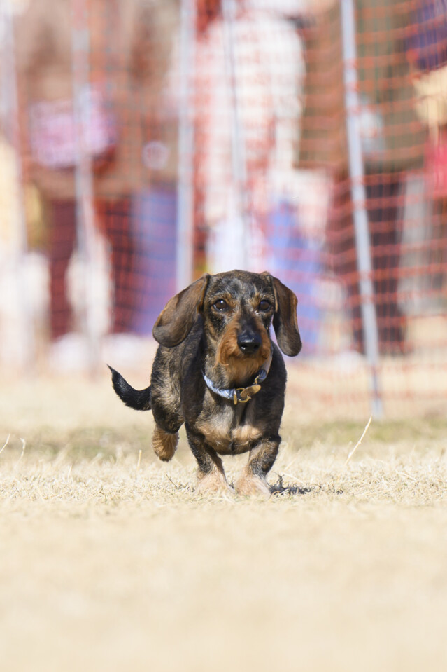 1/24ドックレース
