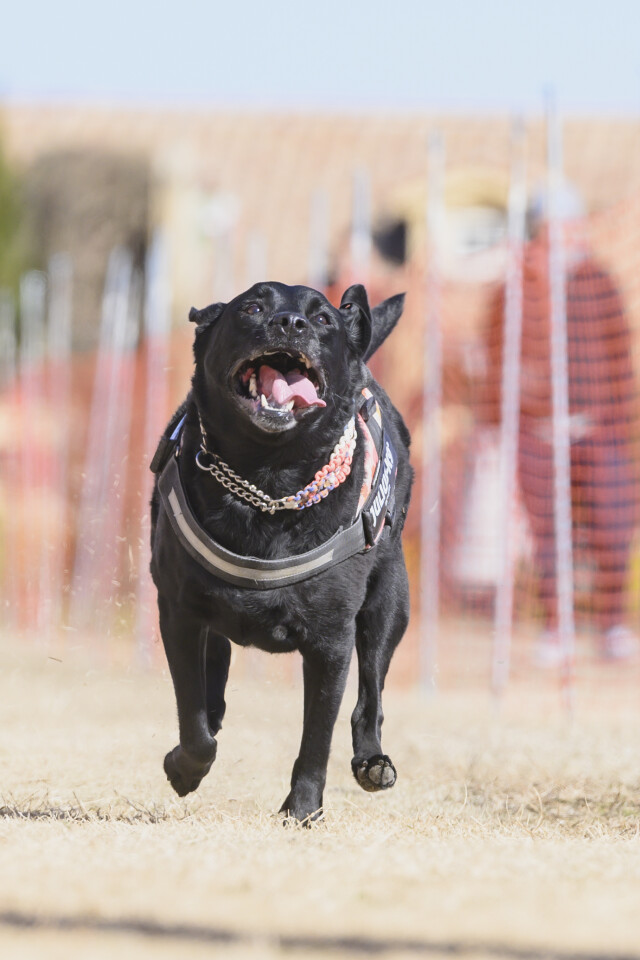 1/25ドックレース