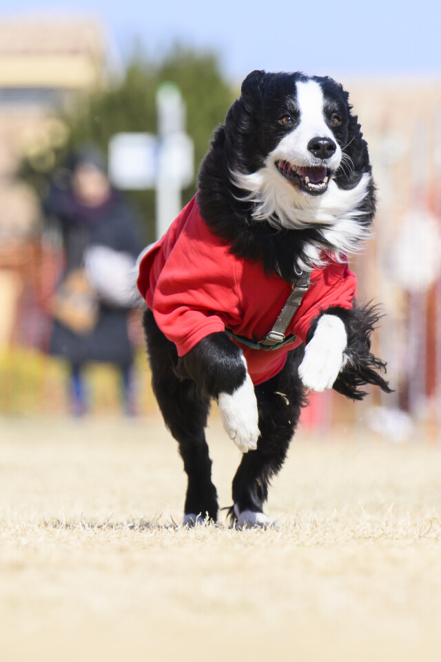 1/24ドックレース