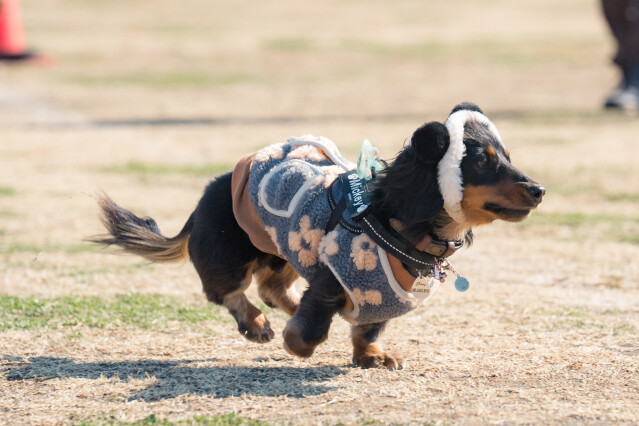 1/24ドックラン小型　12時～13時