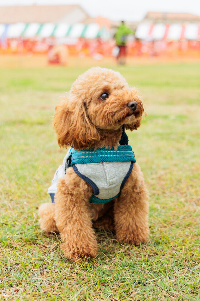 ソレイユ 小型・中型犬ドックラン　11時～12時