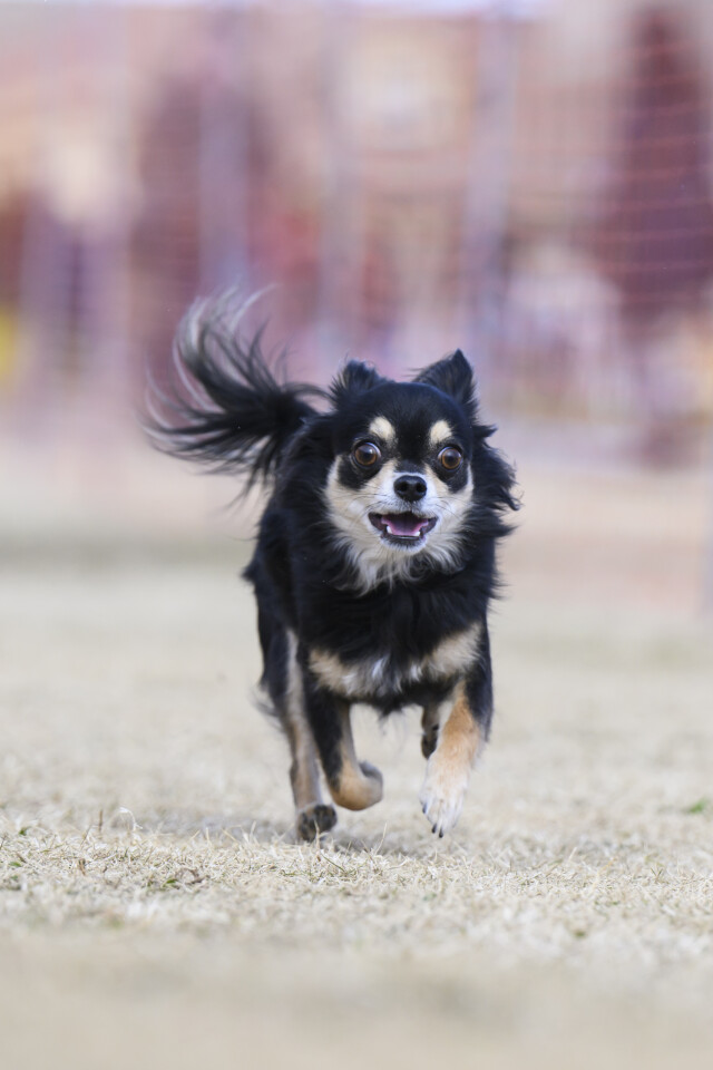 1/25ドックレース