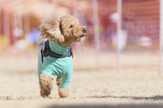 1/25ドックレース