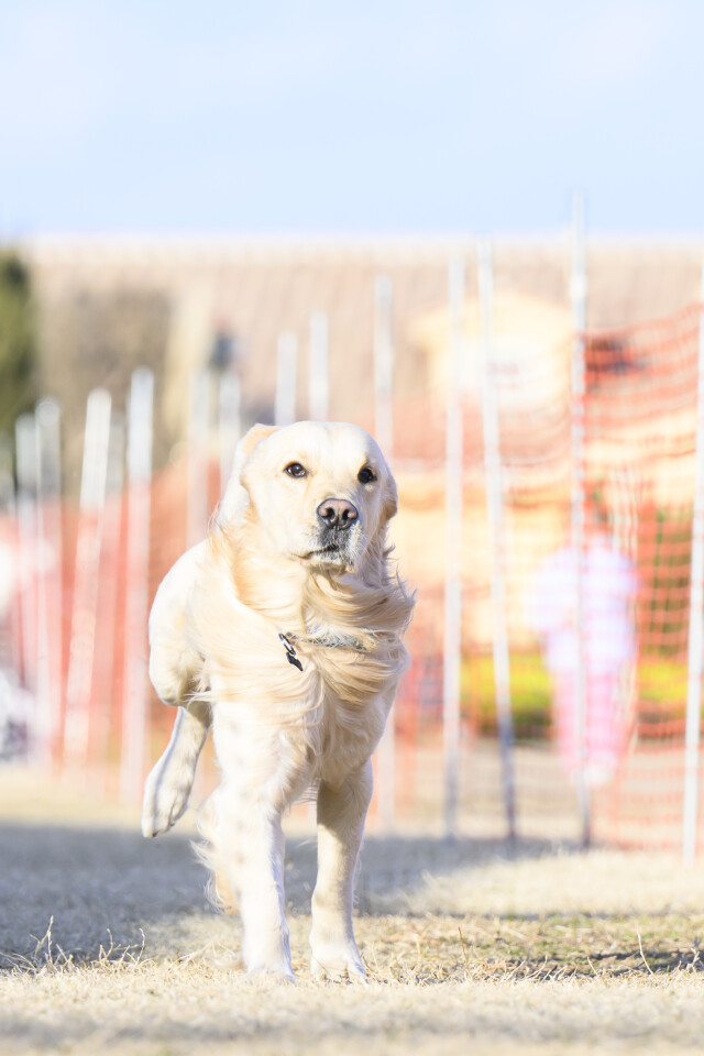 1/24ドックレース