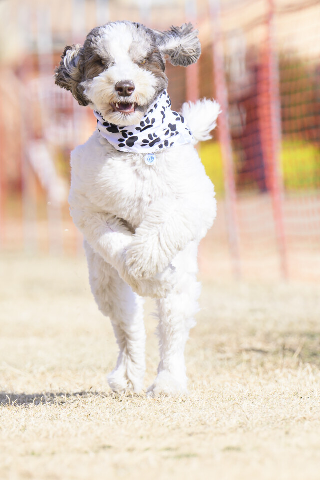 1/24ドックレース