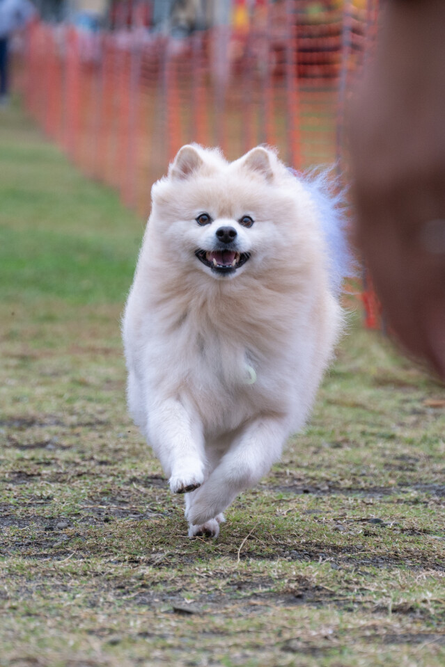 ソレイユ　ドックレース