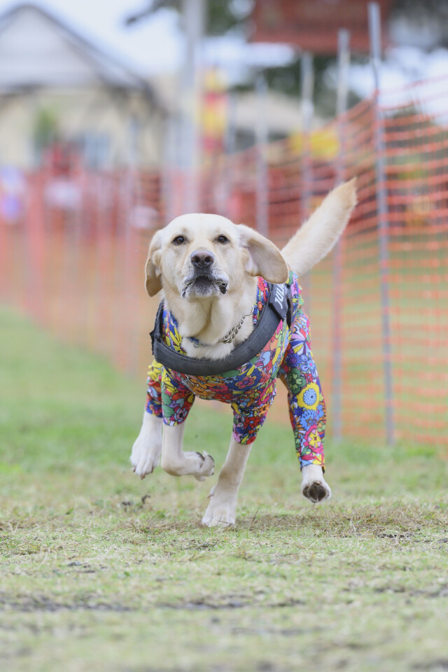 ソレイユ　ドックレース