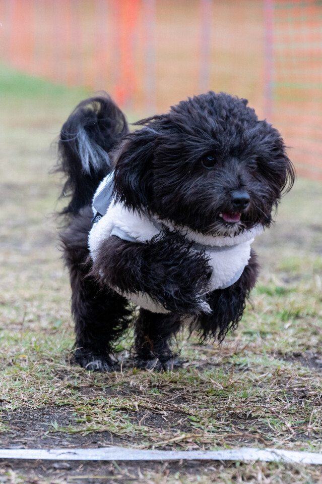 ソレイユ　ドックレース