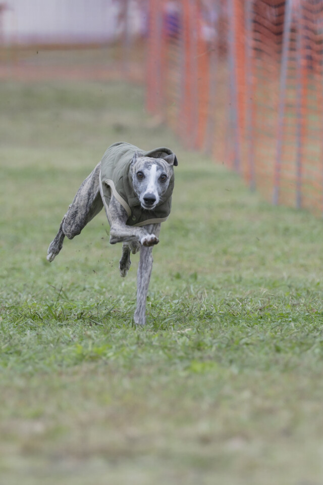 ソレイユ　ドックレース