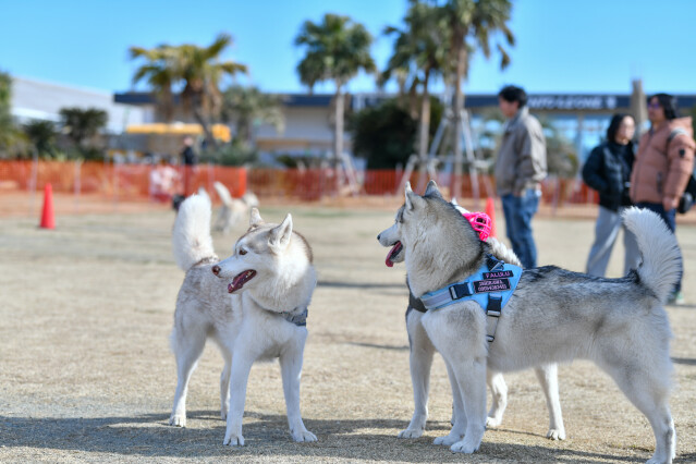ソレイヌ連合怒涛の交流会　ハスキー