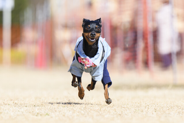 1/24ドックレース