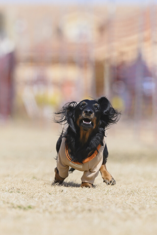 1/25ドックレース