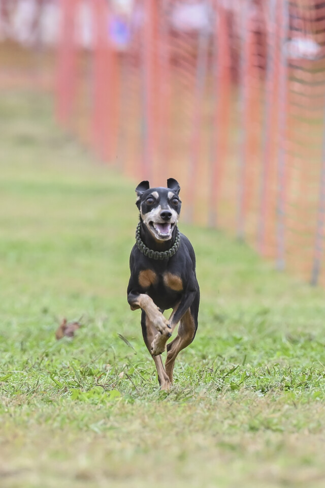 ソレイユ　ドックレース