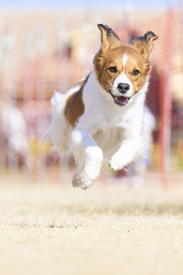 1/24ドックレース